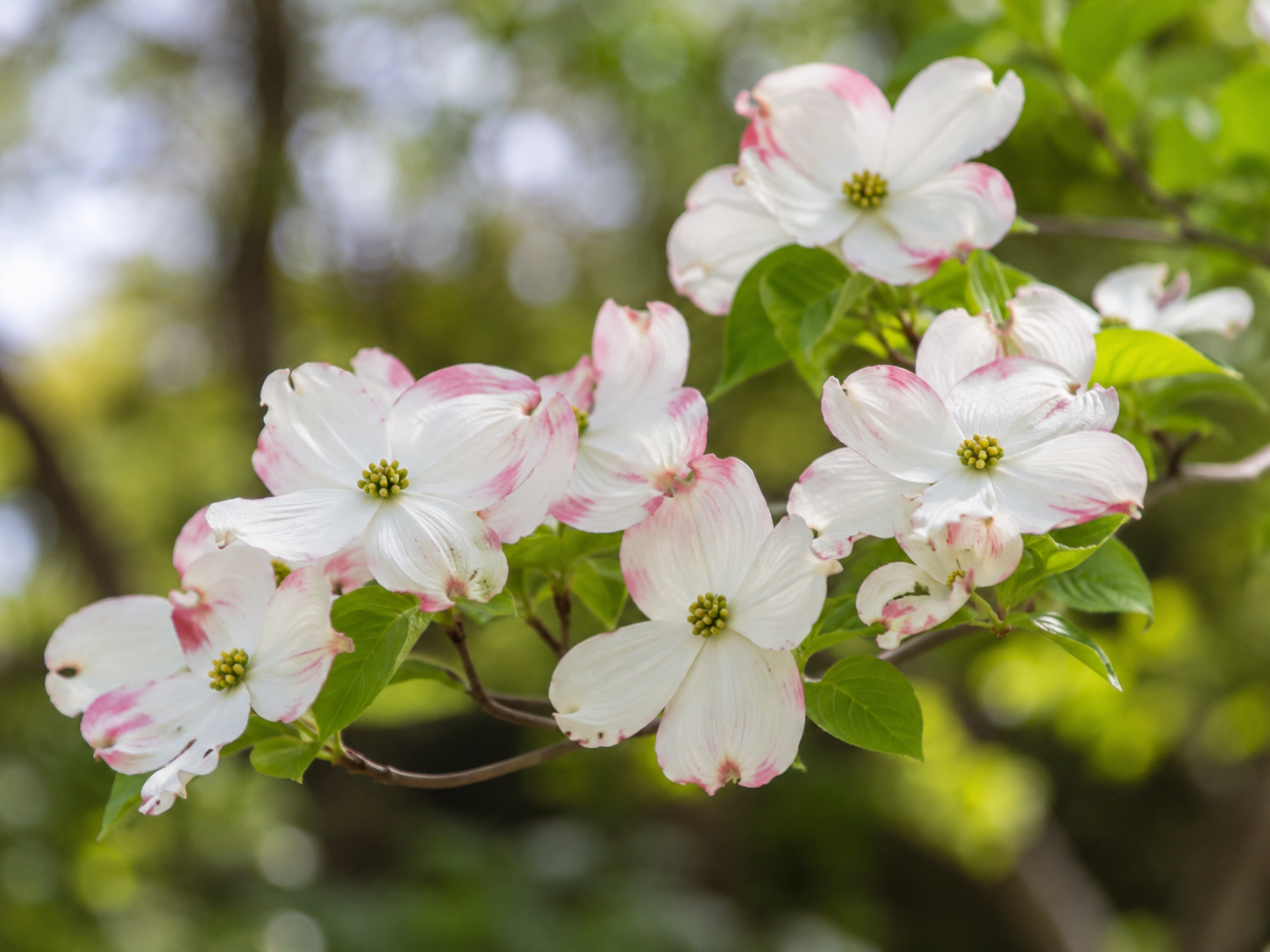 送信用の花の画像